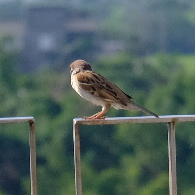 Eurasian Tree Sparrow - ML619515313