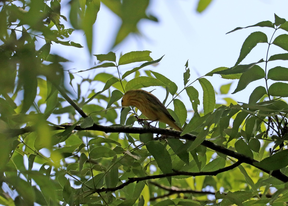 Yellow Warbler (Northern) - ML619515341