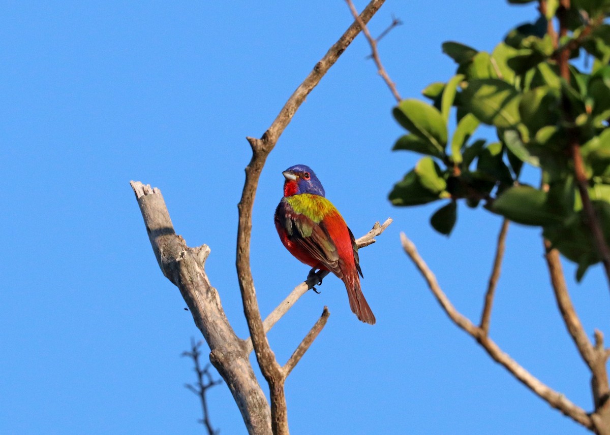 Painted Bunting - ML619515346