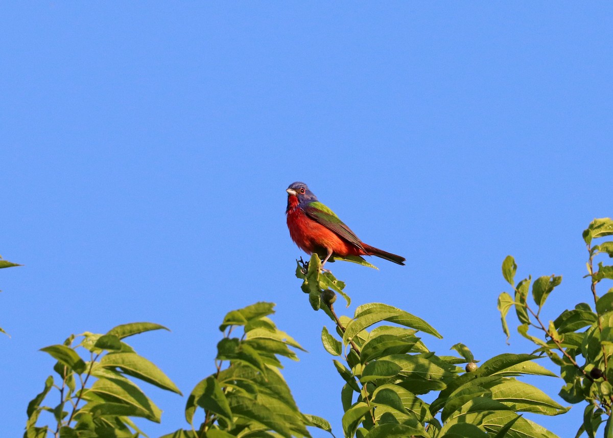 Painted Bunting - ML619515351