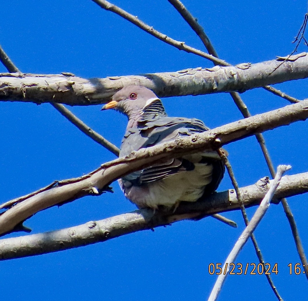 Band-tailed Pigeon - ML619515360
