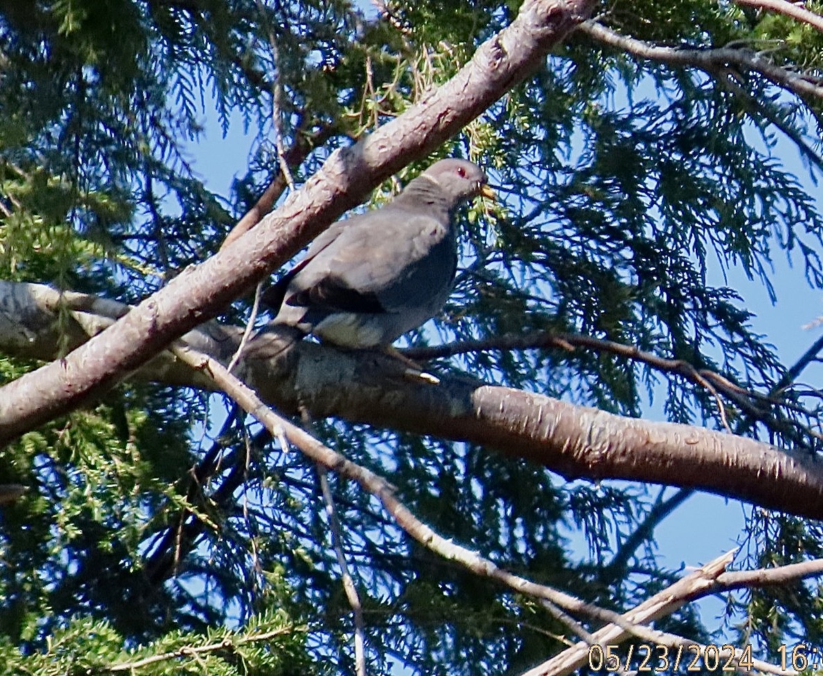 Band-tailed Pigeon - ML619515361