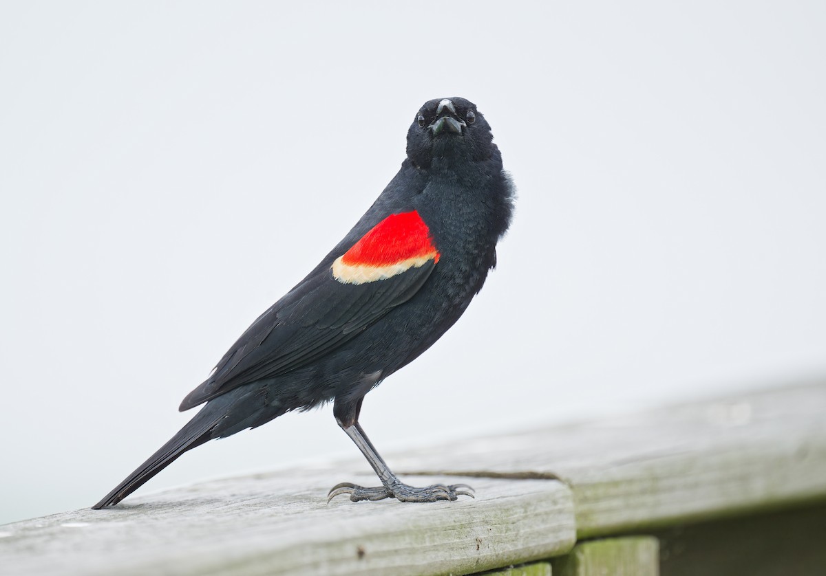 Red-winged Blackbird - ML619515365