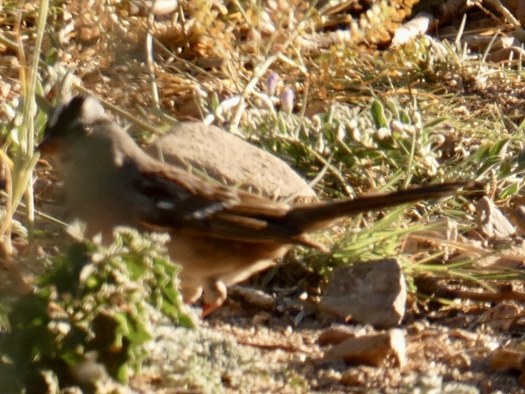 White-crowned Sparrow (Dark-lored) - ML619515416