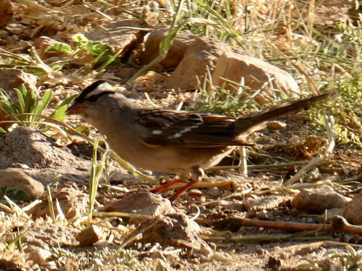 White-crowned Sparrow (Dark-lored) - ML619515417