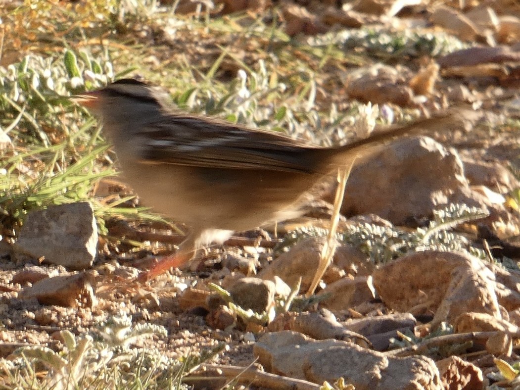 White-crowned Sparrow (Dark-lored) - ML619515418