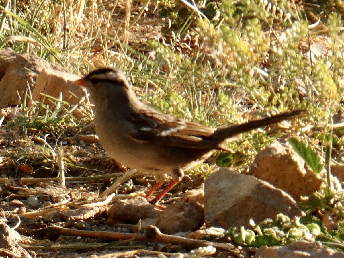 White-crowned Sparrow (Dark-lored) - ML619515425