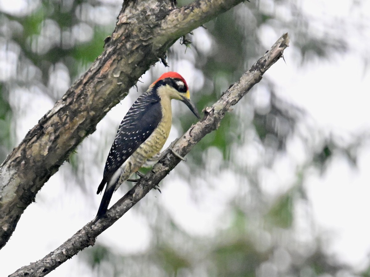 Black-cheeked Woodpecker - ML619515457