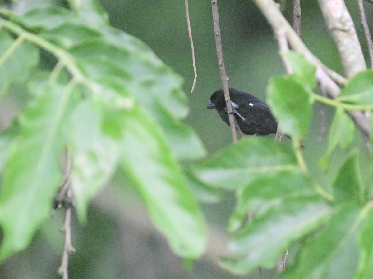 Variable Seedeater - ML619515467