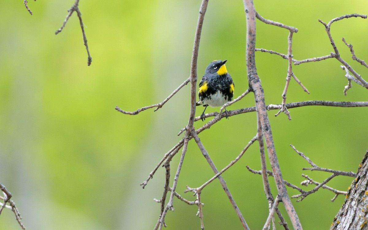 Yellow-rumped Warbler (Audubon's) - ML619515477