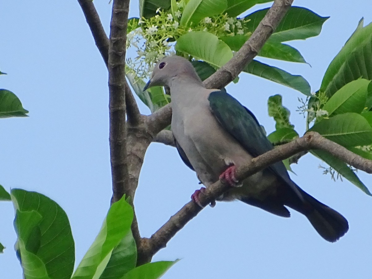 Green Imperial-Pigeon - ML619515479