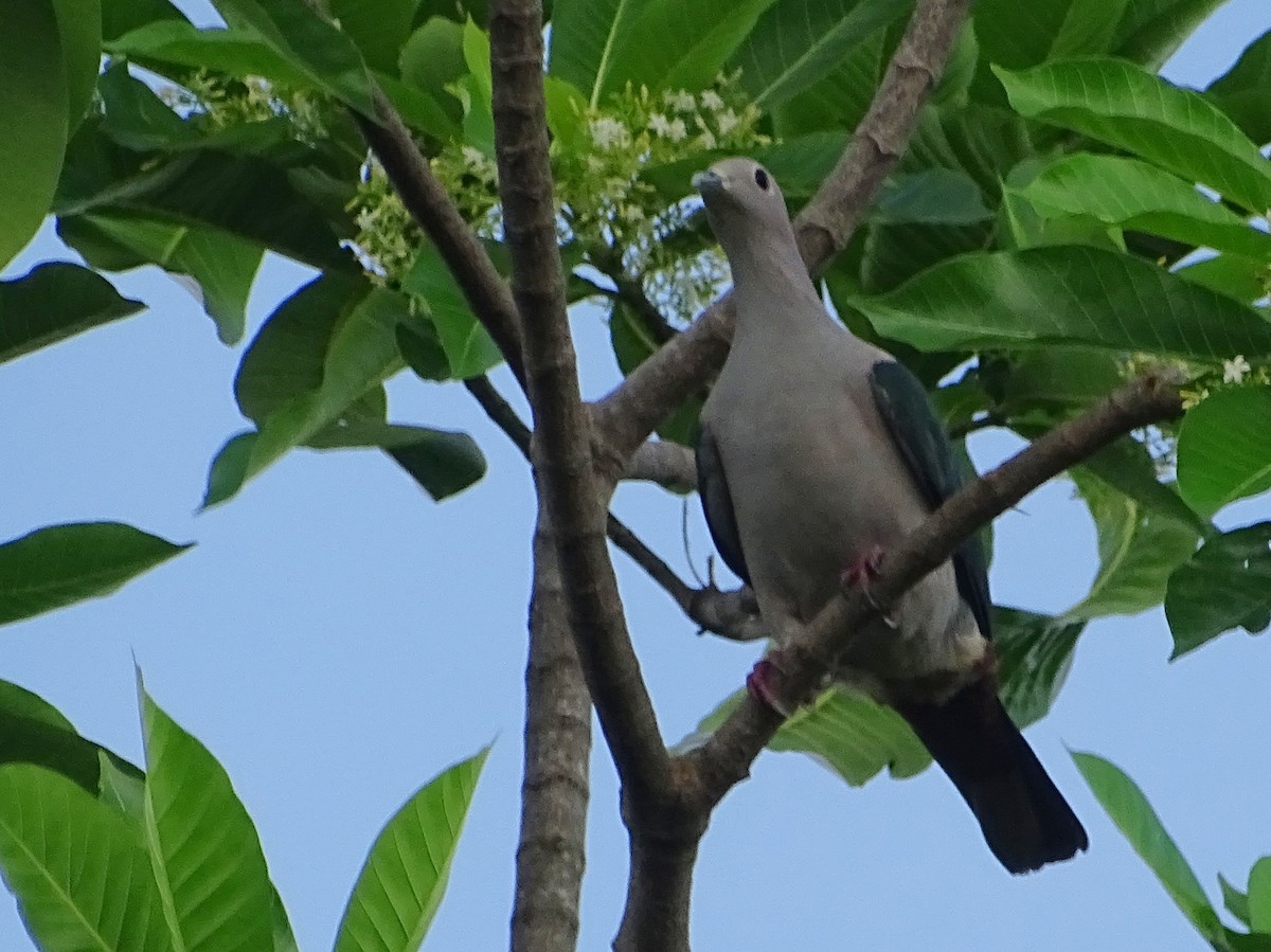 Green Imperial-Pigeon - ML619515482