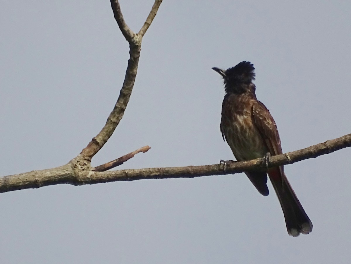 Red-vented Bulbul - ML619515534