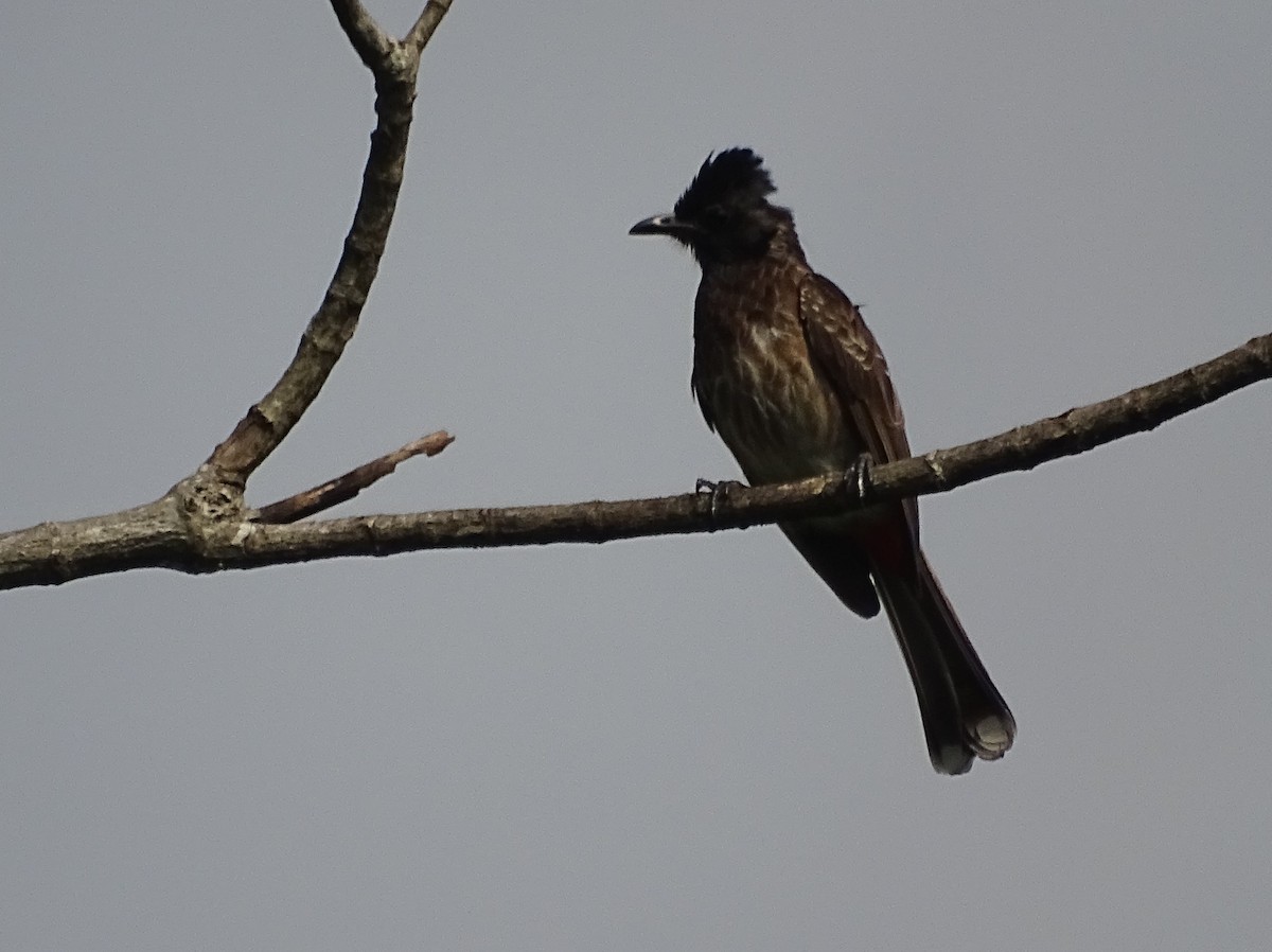 Red-vented Bulbul - ML619515535