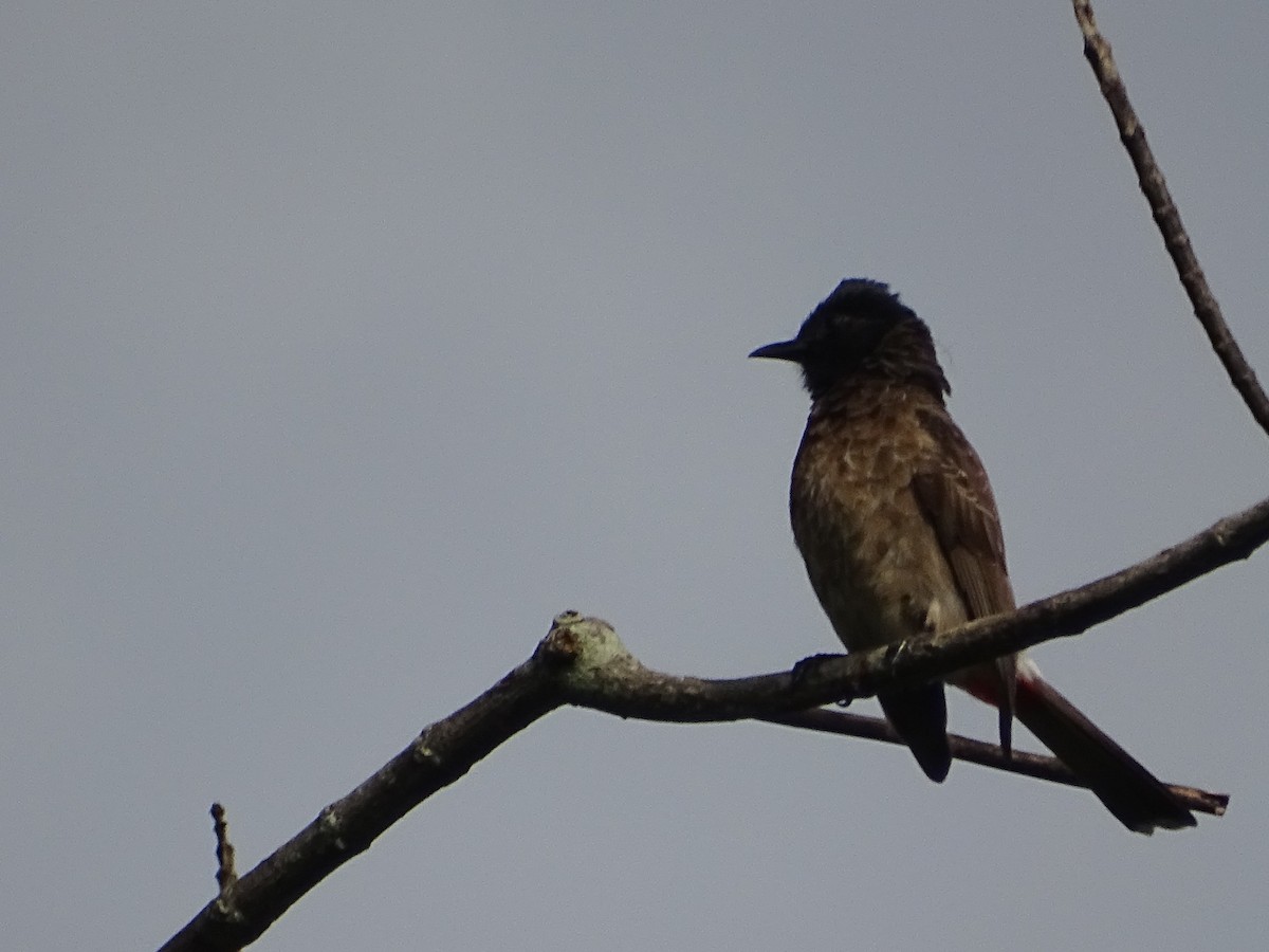 Red-vented Bulbul - ML619515536