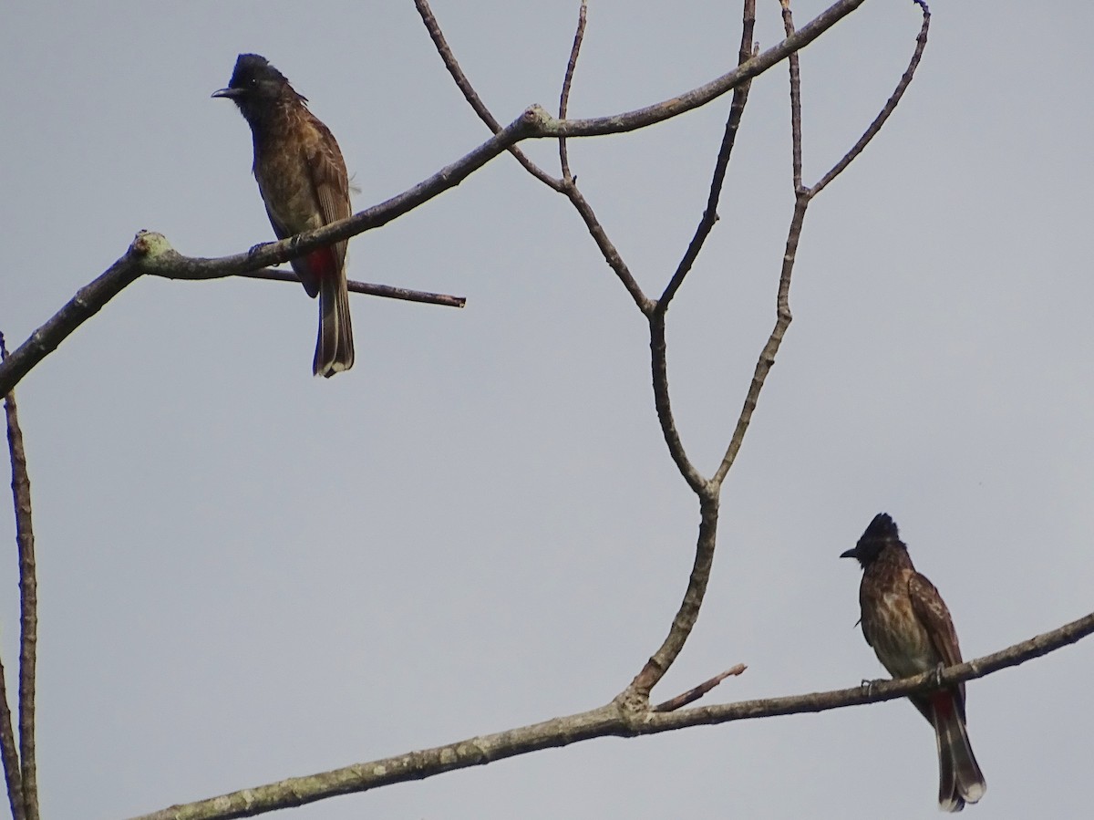 Red-vented Bulbul - ML619515537