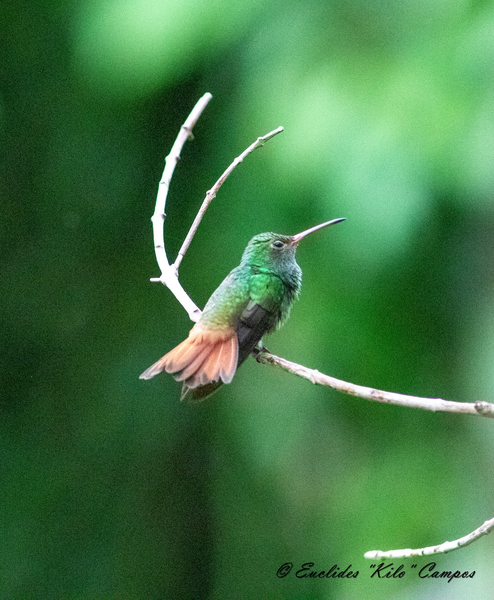 Rufous-tailed Hummingbird - ML619515591