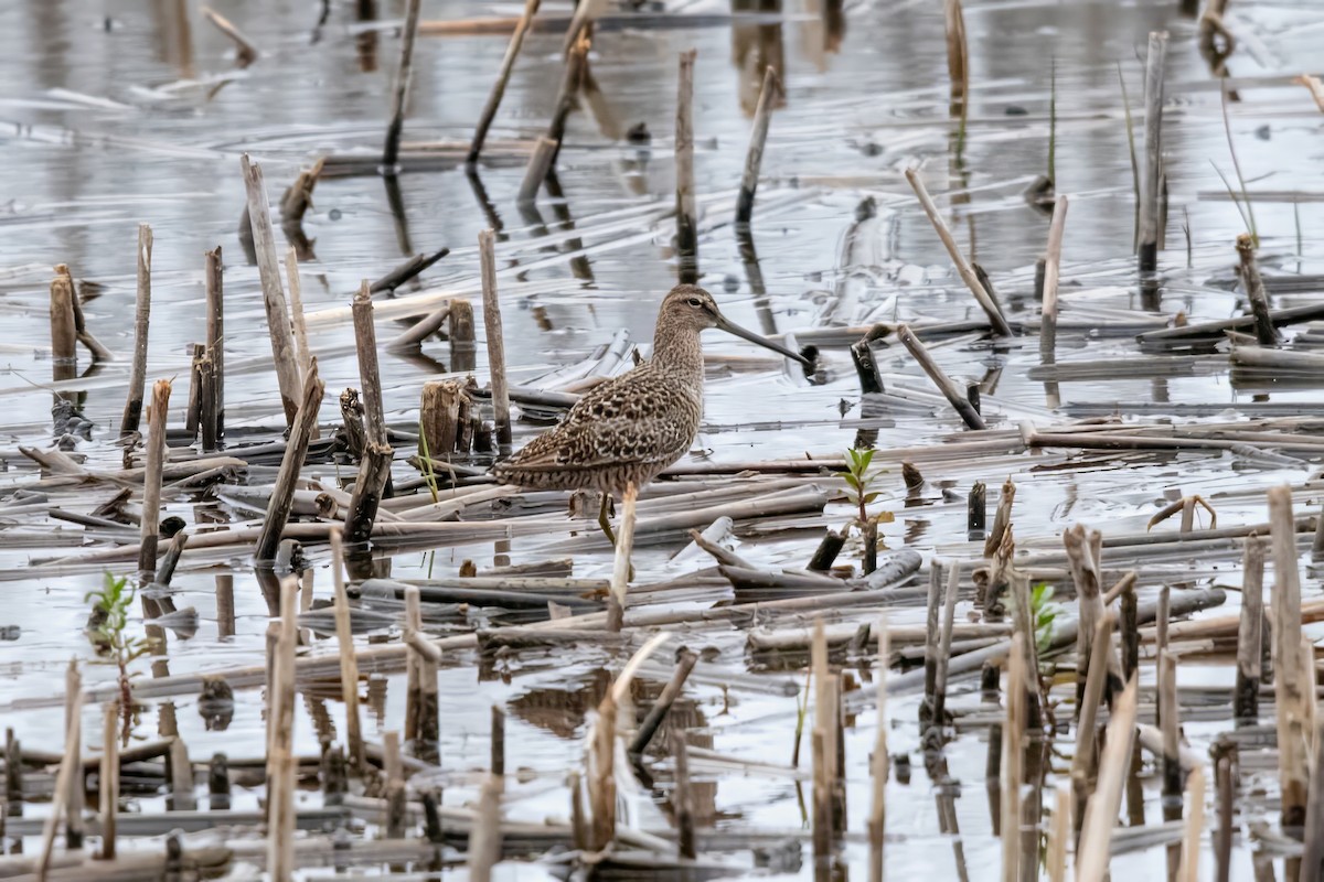 Long-billed Dowitcher - ML619515599