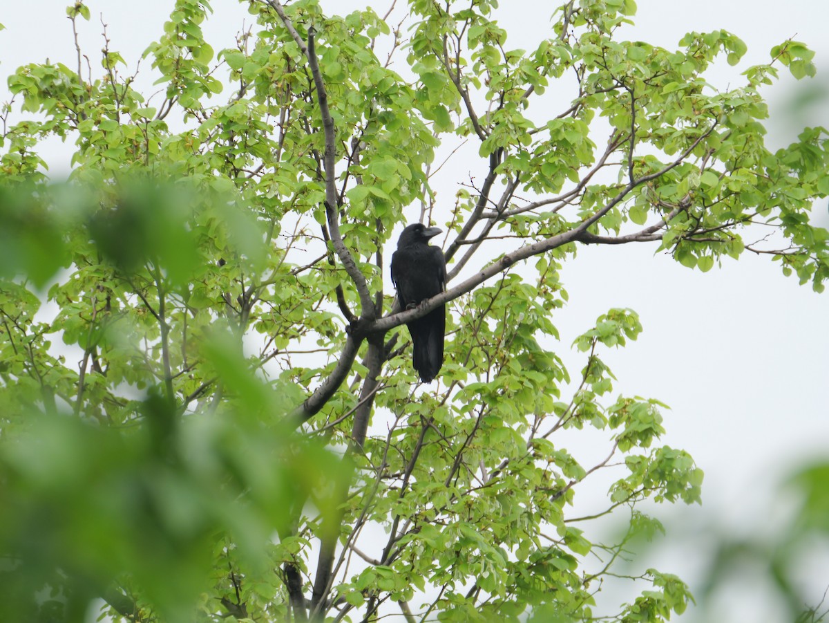 Large-billed Crow - ML619515617