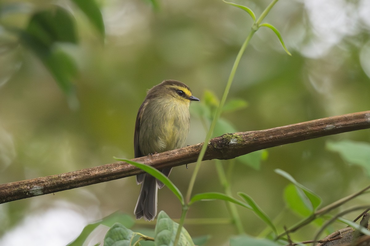 Yellow-bellied Chat-Tyrant - ML619515621