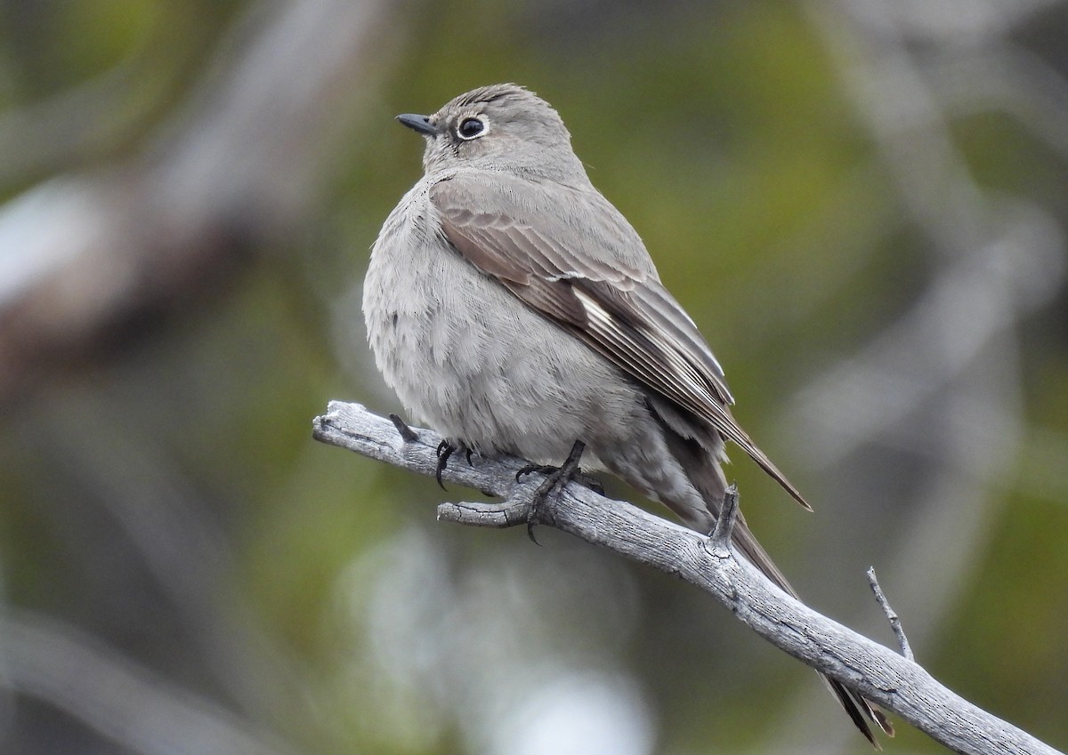Townsend's Solitaire - ML619515638