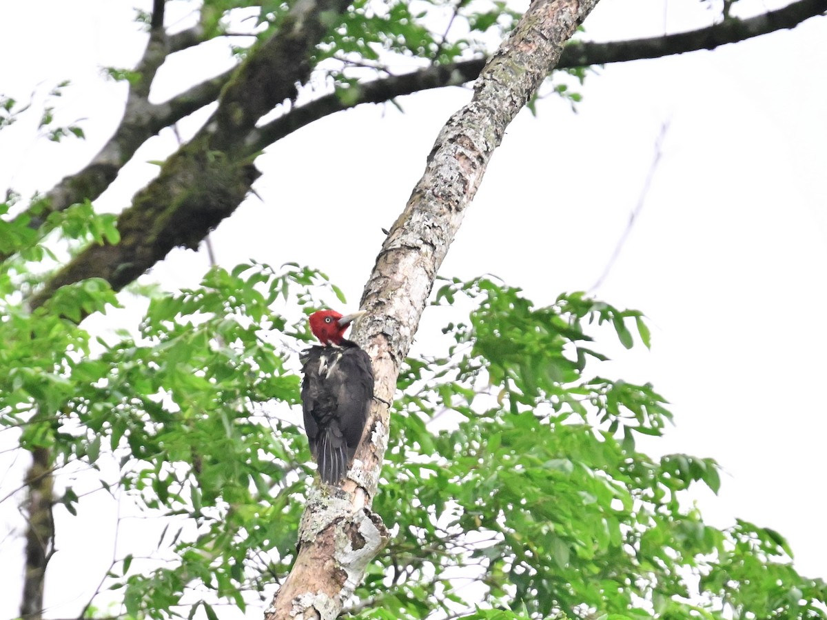 Pale-billed Woodpecker - ML619515686