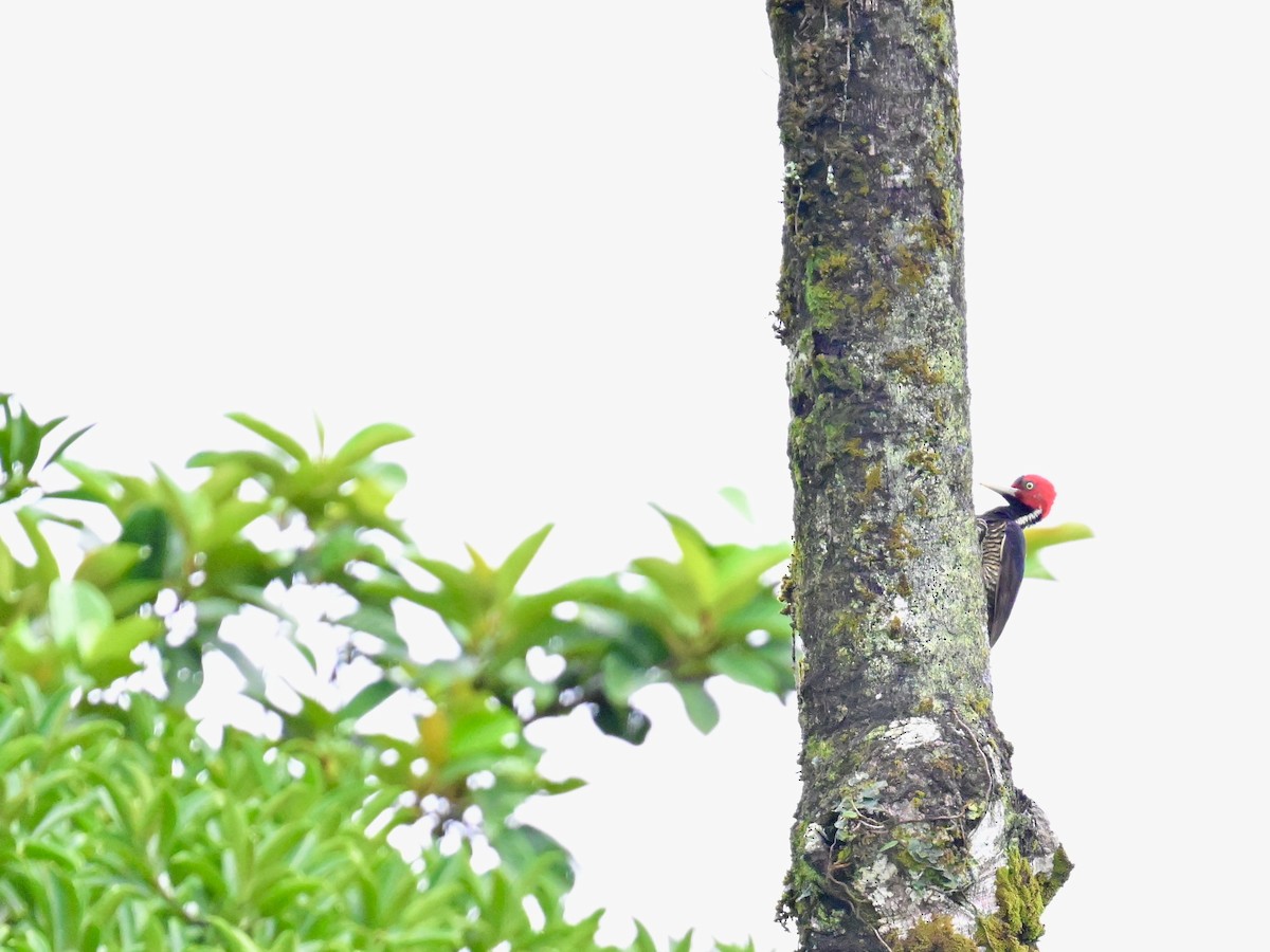 Pale-billed Woodpecker - ML619515687