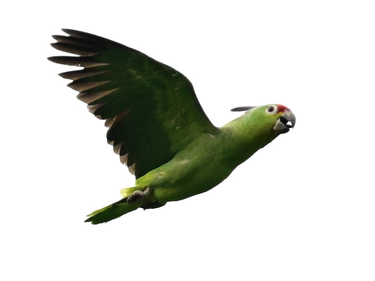 Red-lored Parrot - ML619515693