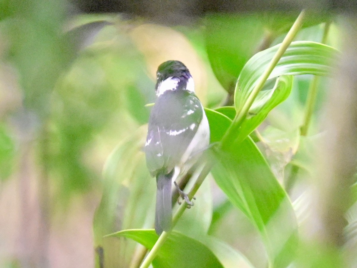 Variable Seedeater - ML619515712