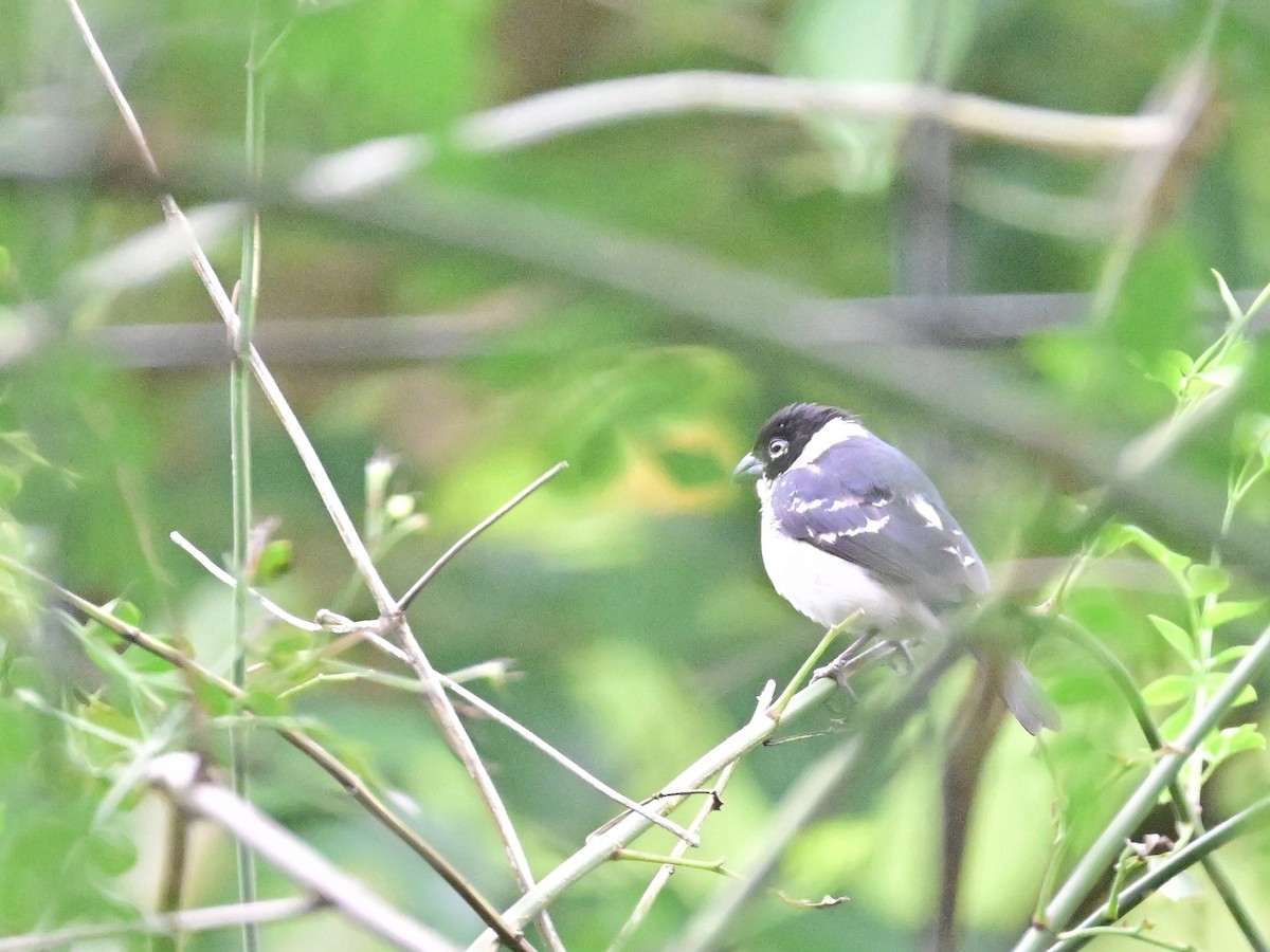 Variable Seedeater - ML619515715
