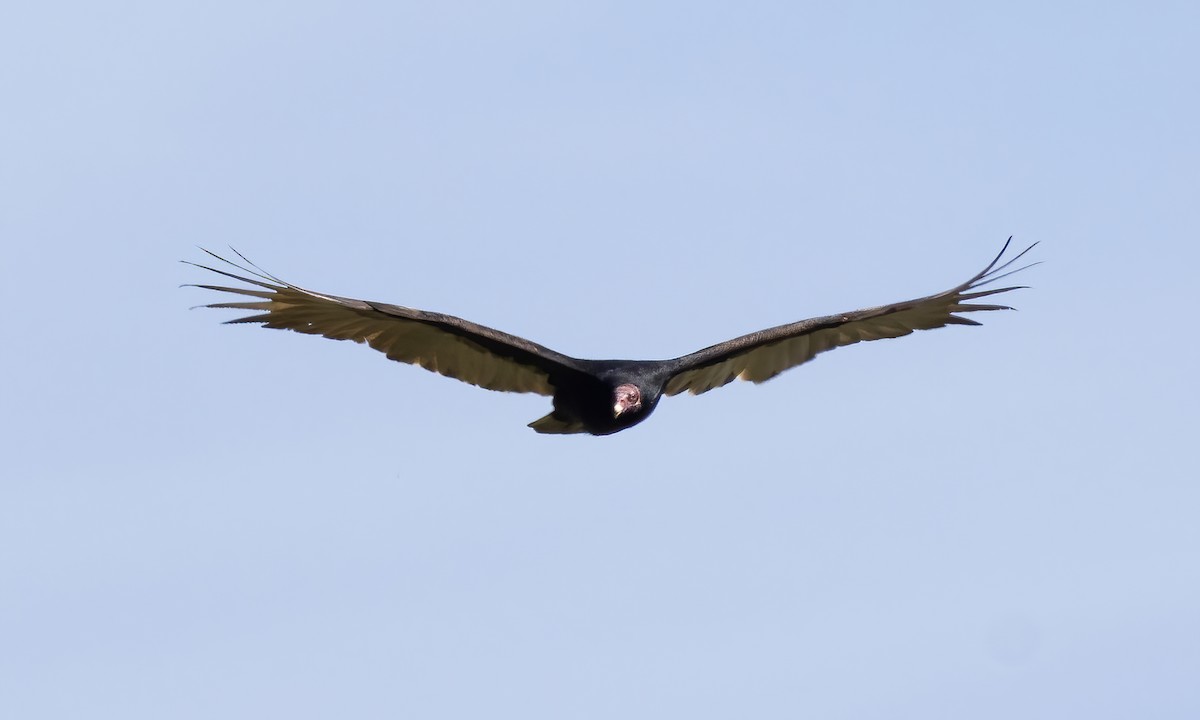 Turkey Vulture - ML619515804