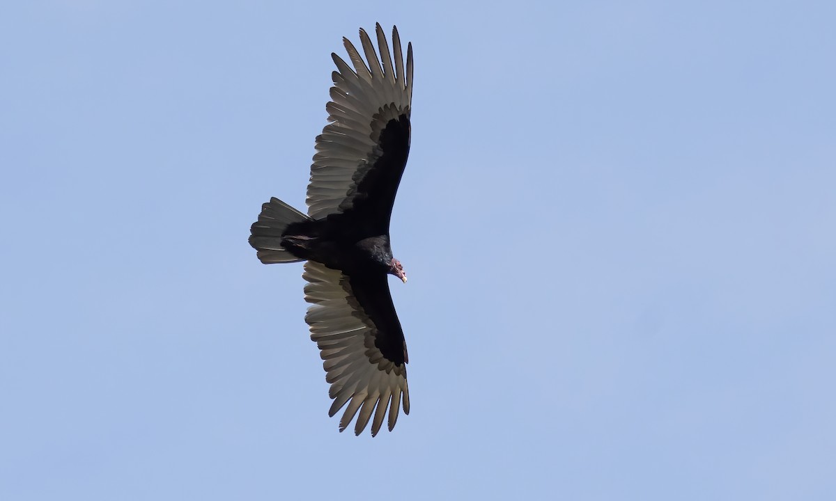 Turkey Vulture - ML619515806