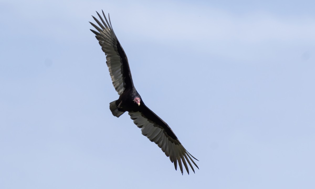Turkey Vulture - ML619515807