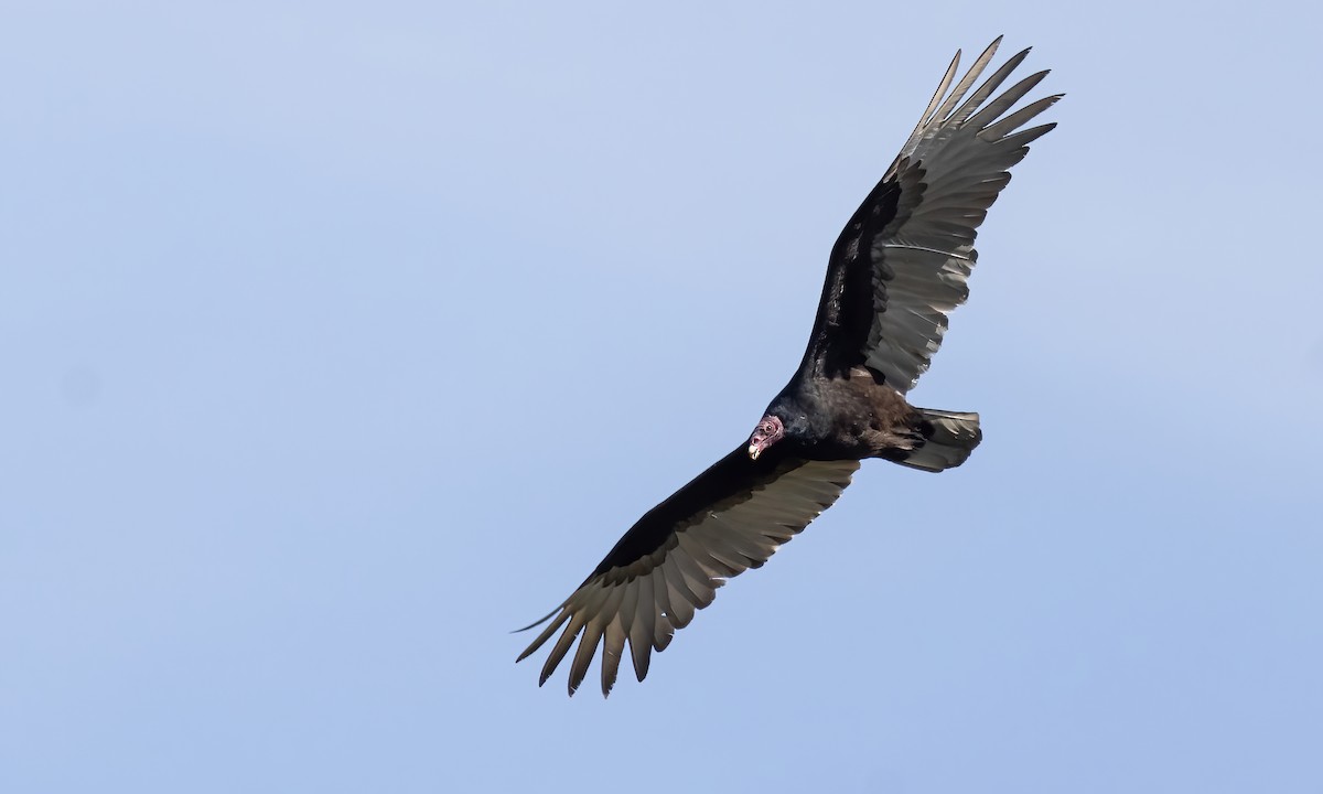 Turkey Vulture - ML619515809