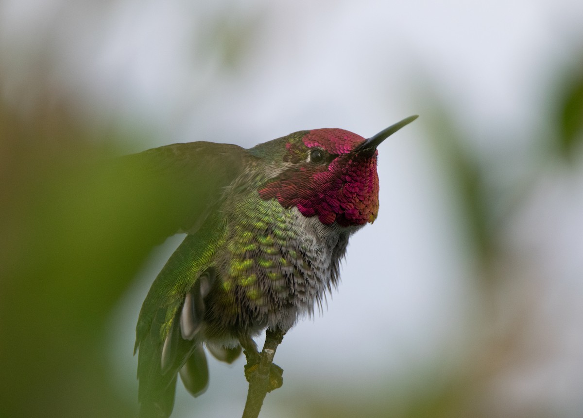 Anna's Hummingbird - ML619515814