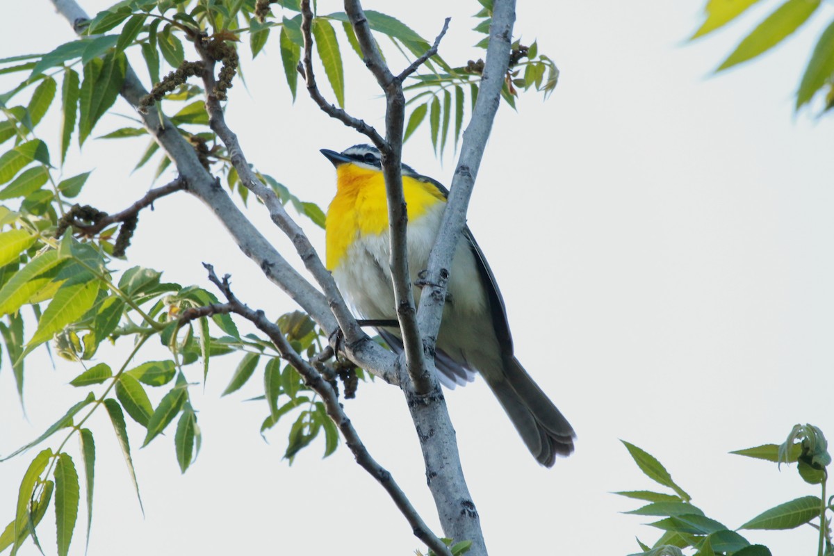Yellow-breasted Chat - ML619515815