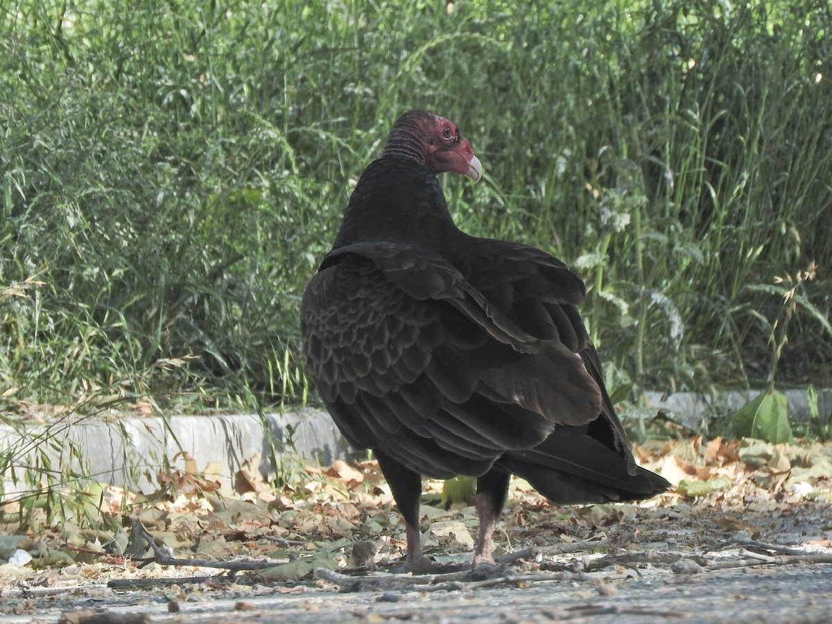 Turkey Vulture - ML619515863