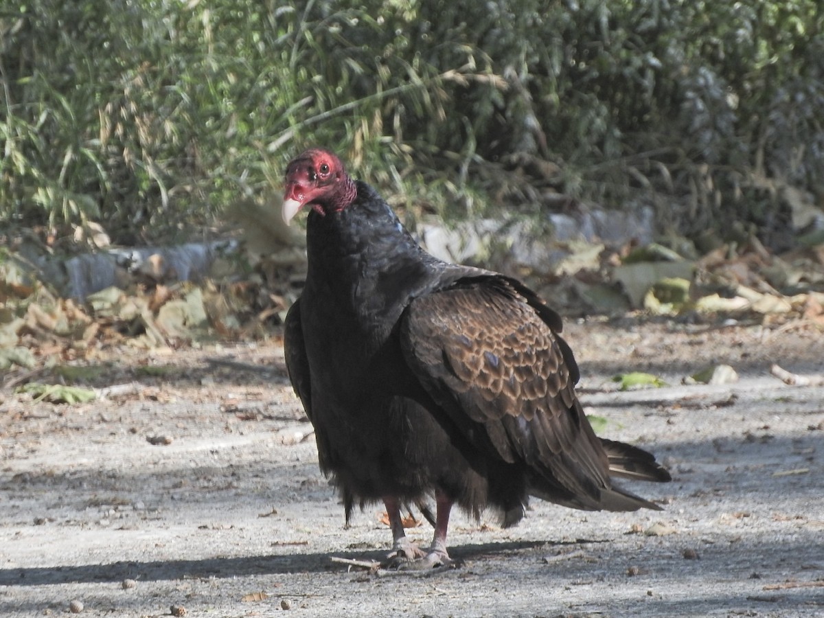 Turkey Vulture - ML619515865