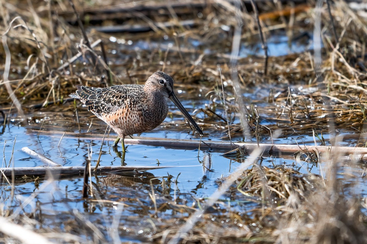 Long-billed Dowitcher - ML619515867