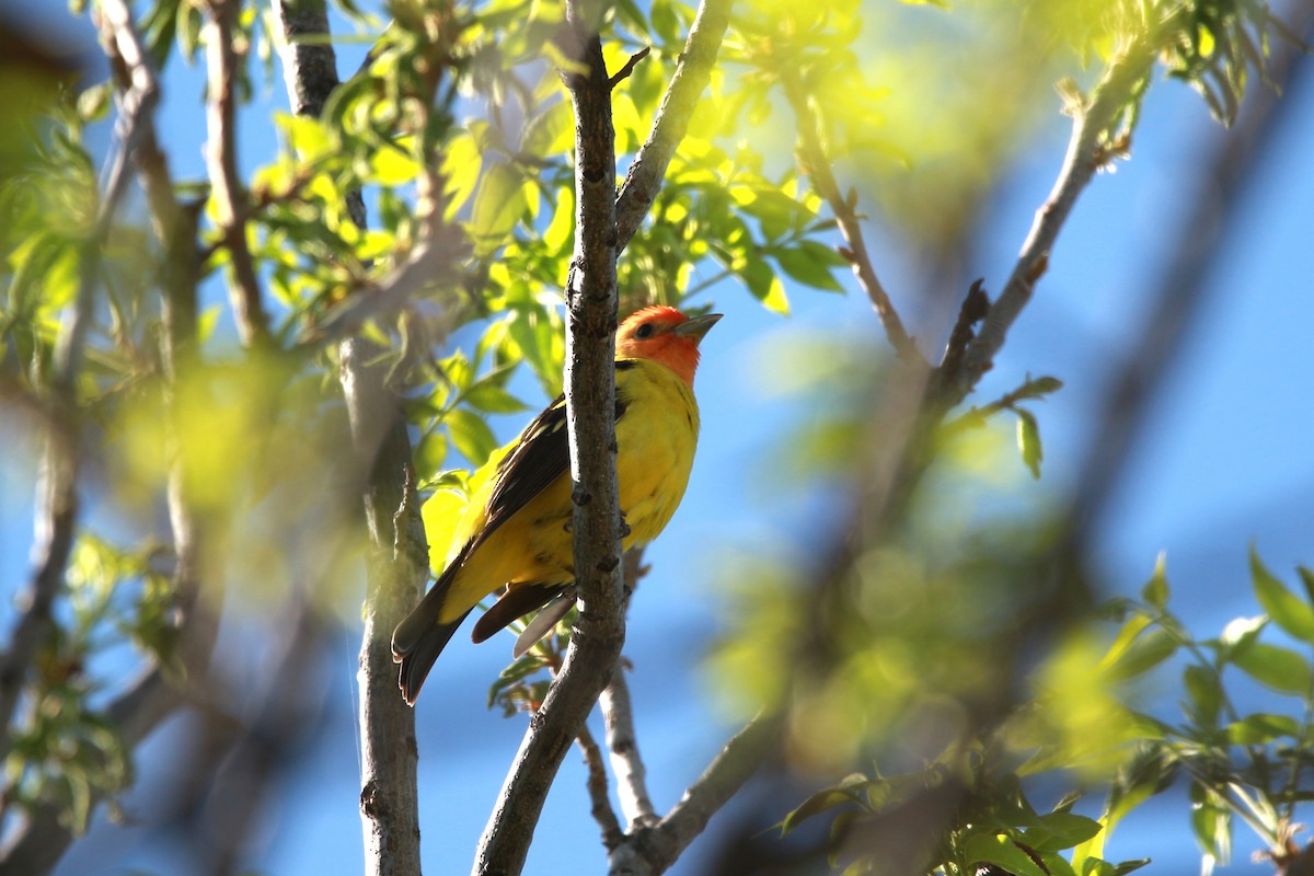 Western Tanager - ML619515868