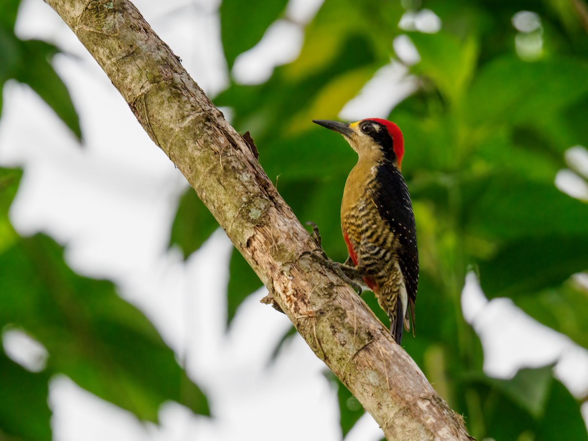 Black-cheeked Woodpecker - ML619515884