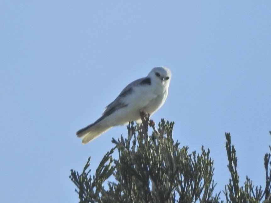White-tailed Kite - ML619515894