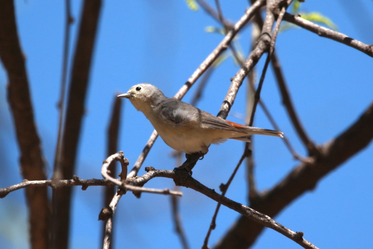 Lucy's Warbler - ML619515901