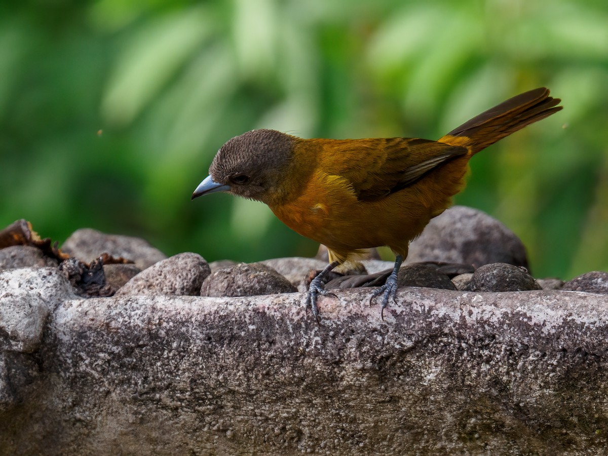 Scarlet-rumped Tanager - ML619515909