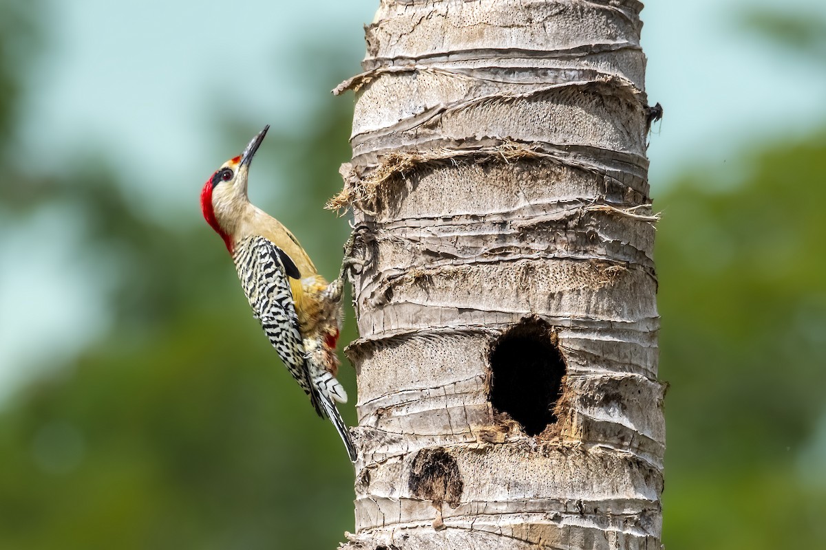 West Indian Woodpecker - ML619515922