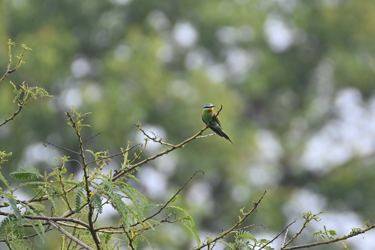 Blue-cheeked Bee-eater - ML619515925