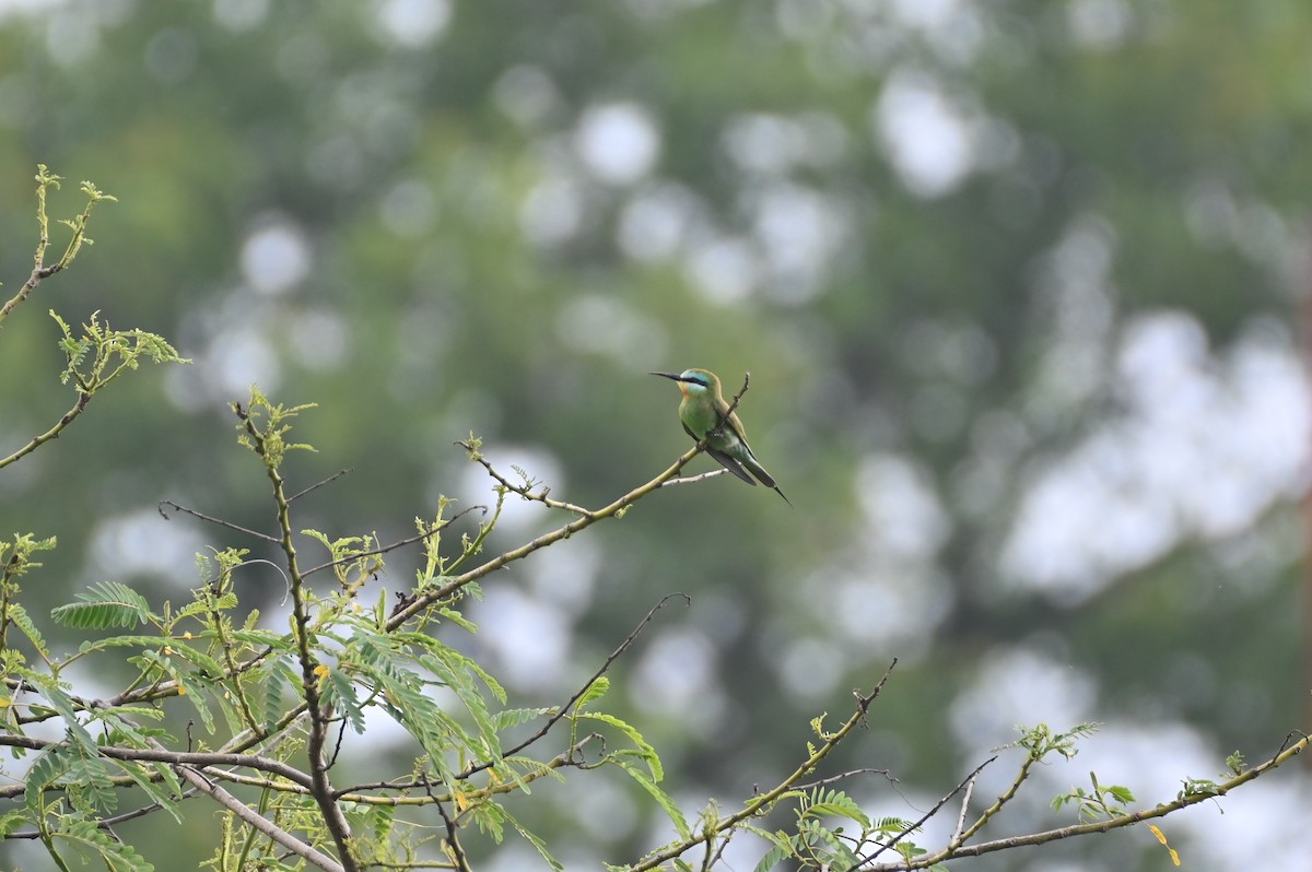 Blue-cheeked Bee-eater - ML619515933