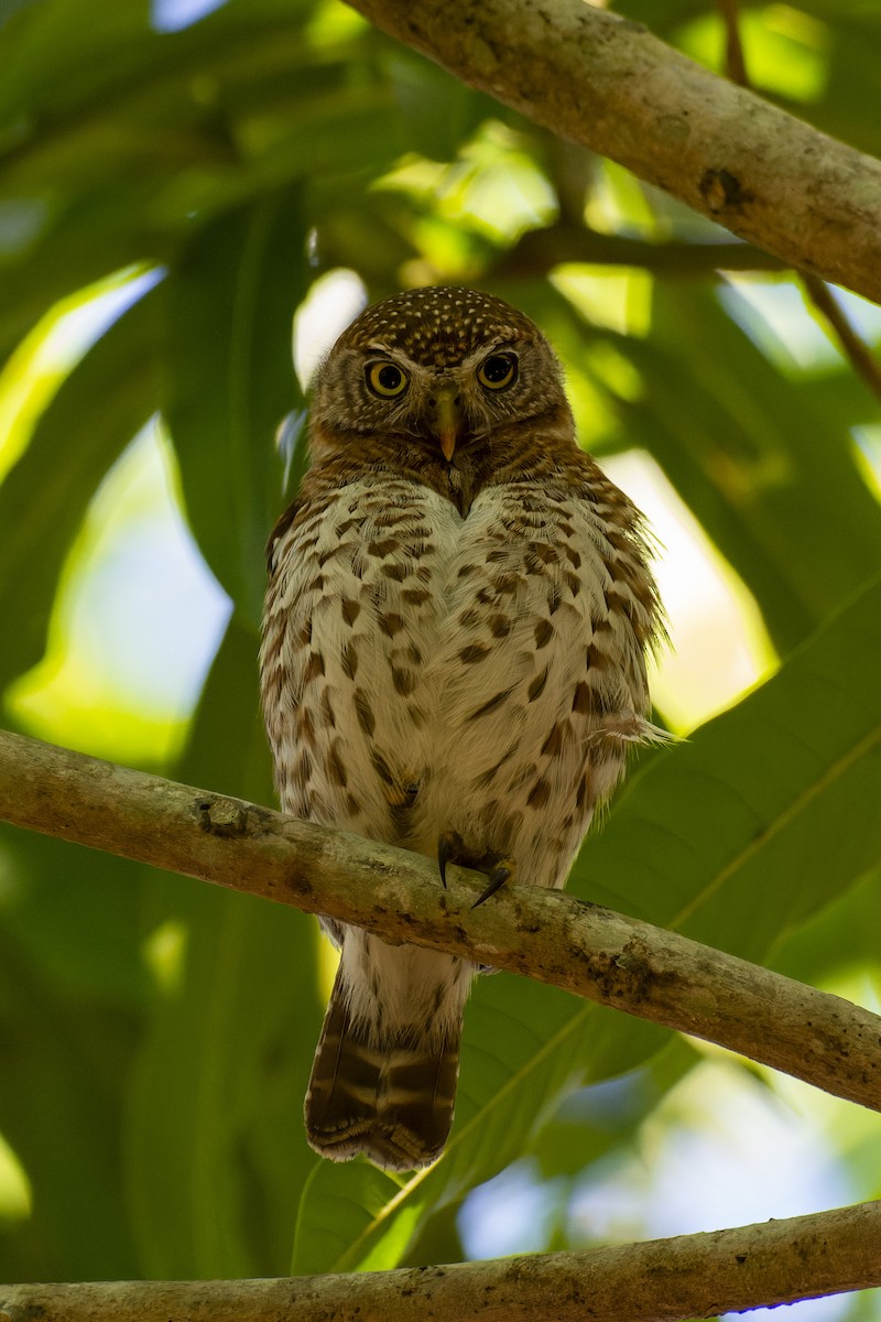Cuban Pygmy-Owl - ML619515936