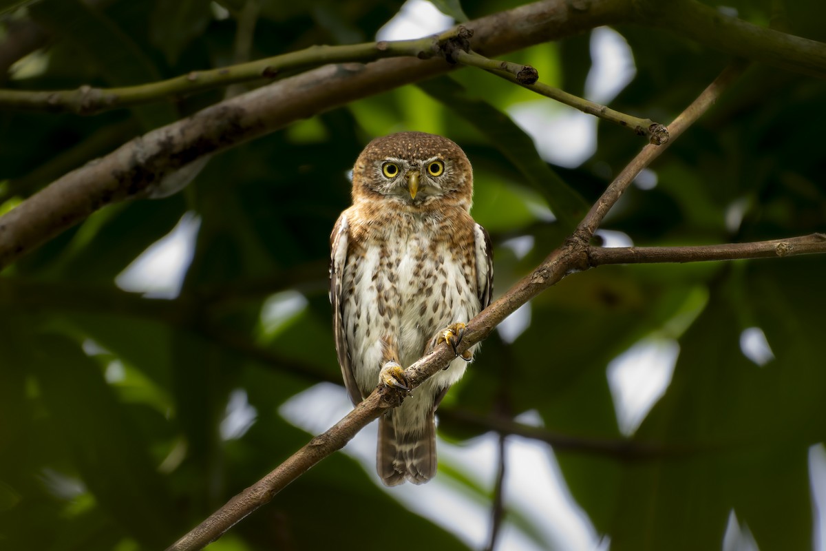 Cuban Pygmy-Owl - ML619515937