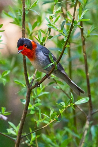 Red-faced Warbler - ML619515968